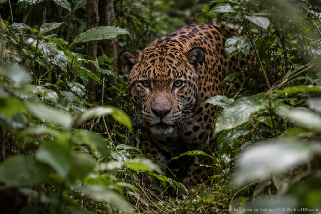 Guia encontra onça em área do interior de SP e caso mobiliza atenção ambiental guia-encontra-onca-em-area-do-interior-de-sp-e-caso-mobiliza-atencao-ambiental