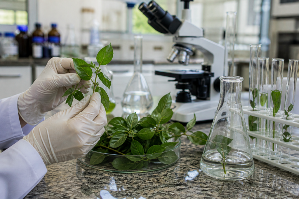 Pesquisa em SP identifica planta medicinal com potencial de ação contra o vírus da Covid-19 pesquisa-em-sp-identifica-planta-medicinal-com-potencial-de-acao-contra-o-virus-da-covid-19