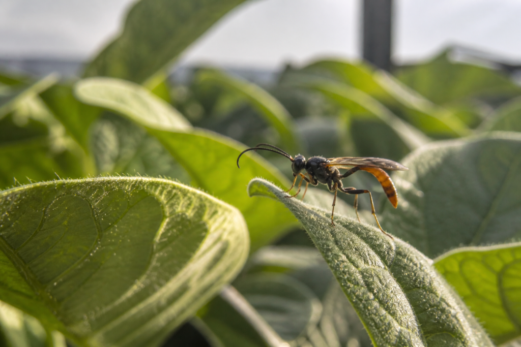 Inteligência artificial identifica vespas que podem reduzir uso de inseticidas na agricultura inteligencia-artificial-identifica-vespas-que-podem-reduzir-uso-de-inseticidas-na-agricultura